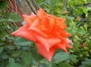Rose Monica (2012, July 06)