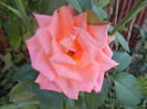 Rose Monica (2012, July 06)
