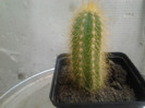 CACTUS(6RON)