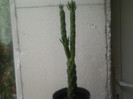 CACTUS(10RON)