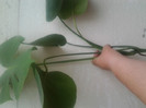 FILODENDRON(15RON)