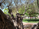 in parc