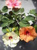 un buchet de hibiscus> 8 iulie infloriti!