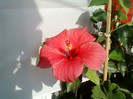 8 ulie 2012-flori 001