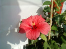 8 ulie 2012-flori 003