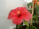 8 ulie 2012-flori 004