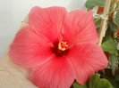 8 ulie 2012-flori 006