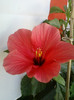 8 ulie 2012-flori 043