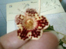 8 ulie 2012-flori 011