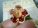 kohleria ?