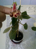 kohleria ?