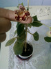 8 ulie 2012-flori 022