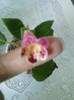 kohleria ?