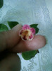 8 ulie 2012-flori 018