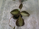 8 ulie 2012-flori 023