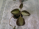 8 ulie 2012-flori 034