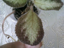 episcia ?