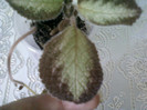 8 ulie 2012-flori 030