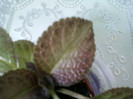 8 ulie 2012-flori 028