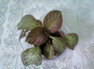 episcia ?