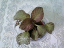 8 ulie 2012-flori 033