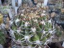 DSCF1528