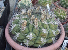 DSCF1530