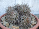 DSCF1532