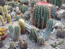 DSCF1554