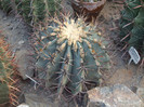 DSCF1555