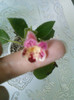 8 ulie 2012-flori 017