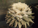 DSCF1567