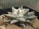 DSCF1568
