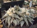 DSCF1569