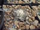 DSCF1571