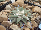 DSCF1572