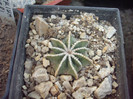 DSCF1593