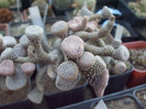 DSCF1609