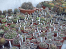 DSCF1610