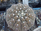 DSCF1613