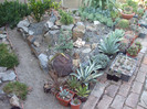 DSCF1619
