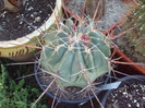 DSCF1626