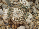 DSCF1634