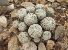 DSCF1637