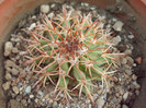 DSCF1642
