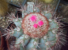 DSCF1688