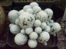 DSCF1662