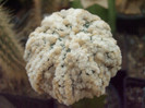 DSCF1664