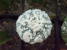 DSCF1666