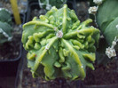 DSCF1671